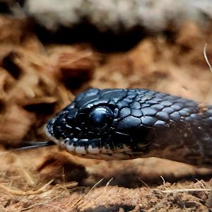 Eastern Hognose Snake (Heterodon platirhinos)