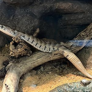 Madrean Alligator Lizard