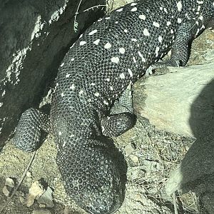Beaded Lizard