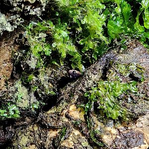 Red-Cheeked Salamander (Plethodon jordani)