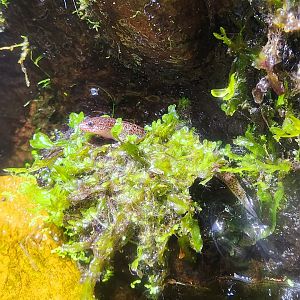 Red Salamander (Pseudotriton ruber)