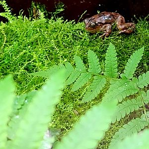 Pine Woods Tree Frog (Hyla femoralis)