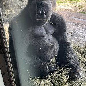 Silverback Mosuba