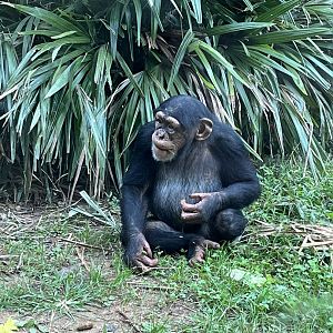 Chimpanzee “Obi”