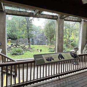 Chimpanzee Habitat View