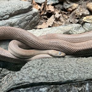 Pre-shed Baja Rat Snake