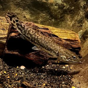 Bowfin (Amia calva)