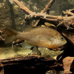 Pumpkinseed (Lepomis gibbosus)