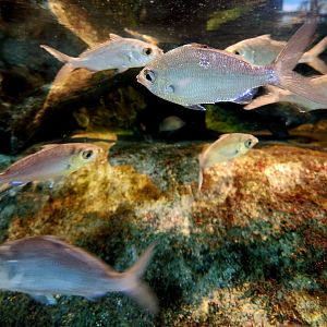 Spotfin Mojarras (Eucinostomus argenteus)