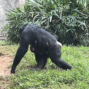 Baby Chimp clinging to Mom