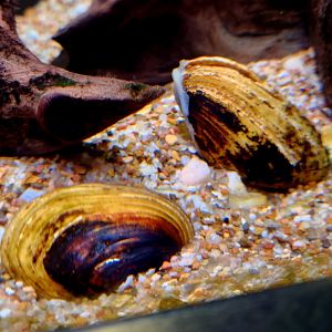 Freshwater Mussels (Unionidae sp.)