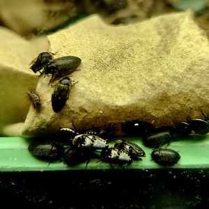 Hide Beetles (Dermestes maculatus)