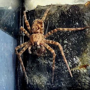 Dark Fishing Spider (Dolomedes tenebrosus)