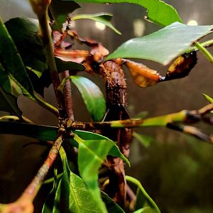 Giant Prickly Stick Insect (Extatosoma tiaratum)