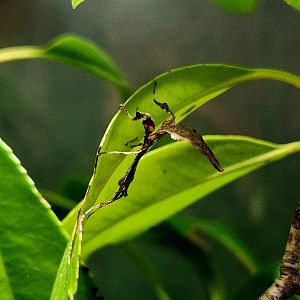 Giant Leaf Insect (Pulchriphyllium giganteum)