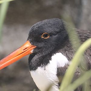 Bird House - American Oystercatcher