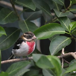 Bird House - Rose-Breasted Grosbeak