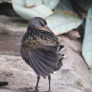 Bird House - Clapper Rail