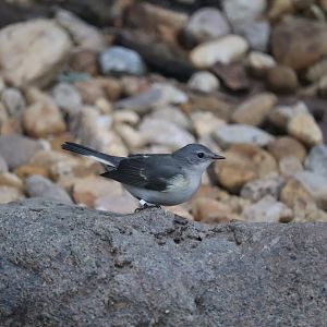 Bird House - American Redstart