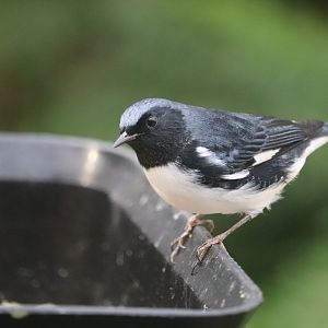 Bird House - Black-Throated Blue Warbler