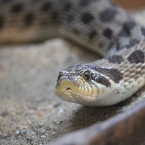 Western Hognose Snake (Heterodon nasicus)