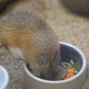 Cairo Spiny Mouse (Acomys cahirinus)
