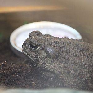 Great Plains Toad (Anaxyrus cognatus)