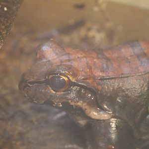 Smokey Jungle Frog (Leptodactylus pentadactylus)