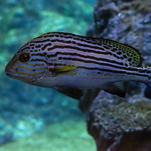 Fish ID - Zoo Wroclaw