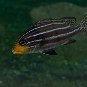 Fish ID - Zoo Wroclaw