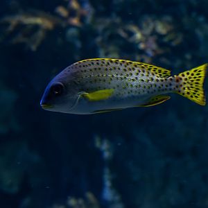 Fish ID - Zoo Wroclaw