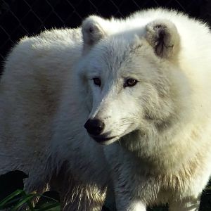 Arctic Wolf