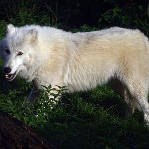 Arctic Wolf