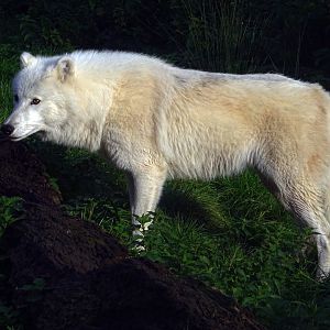 Arctic Wolf