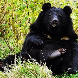 Asiatic Black Bear