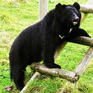 Asiatic Black Bear