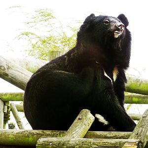 Asiatic Black Bear