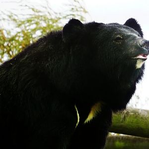 Asiatic Black Bear