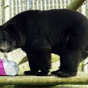 Asiatic Black Bear