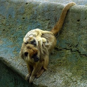 Black Howler Monkey with young