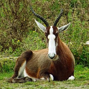 Blesbok