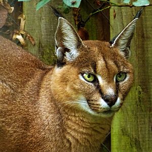 Caracal