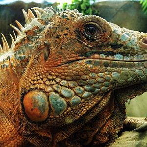 Green Iguana