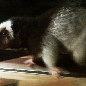 North Luzon Cloud Rat