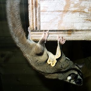 Sugar Glider