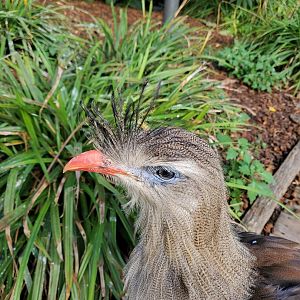 Red legged sereima portrait