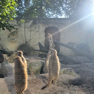 Meerkats