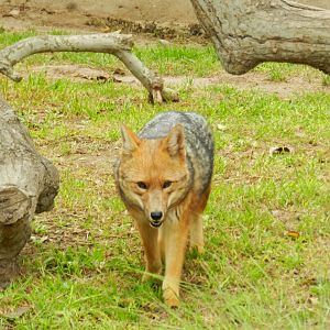 Culpeo - Parque de Las Leyendas