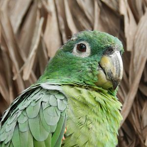 Mealy amazon - Parque de Las Leyendas