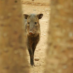 Peccary - Parque de Las Leyendas